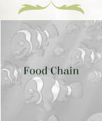 Food Chain