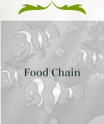 Food Chain